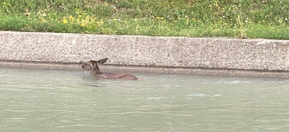 Cerva affoga nel canale Biffis: “L'ho vista annaspare nella corrente, impossibile salvarla”